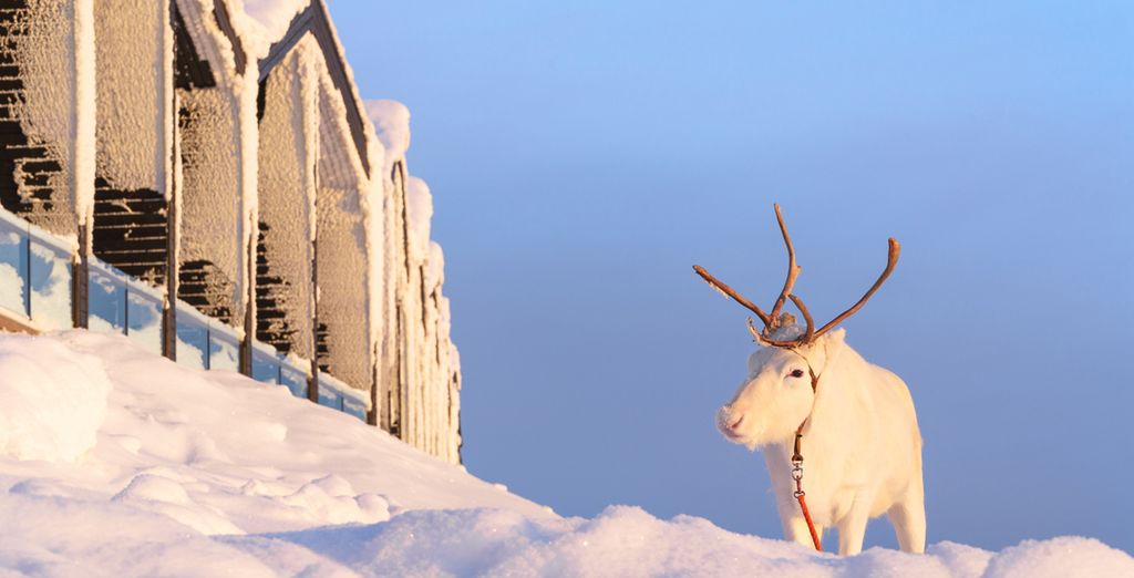 Original Sokos Hotel Presidentti 4* + Star Arctic Hotel 4* Saariselka 