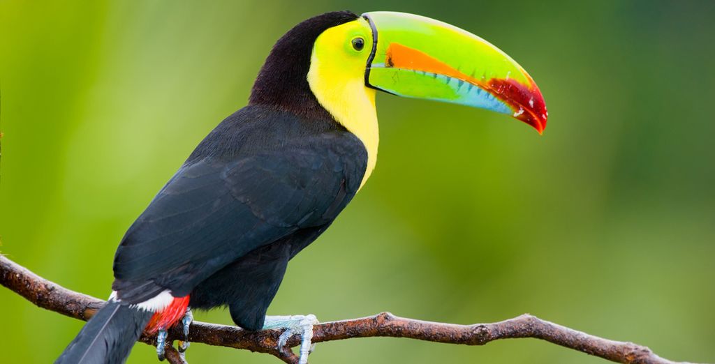 Tour 10 o 12 notti in Costa Rica + Nicaragua con noleggio auto 