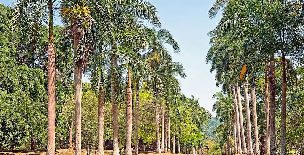 Tour privato dello Sri Lanka e soggiorno alle Maldive