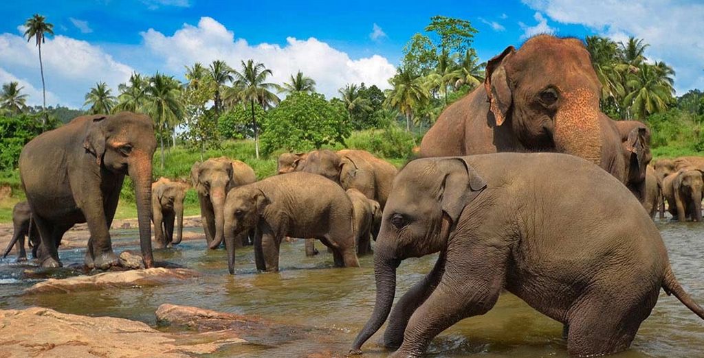 Mini Tour e soggiorno mare a Kalutara