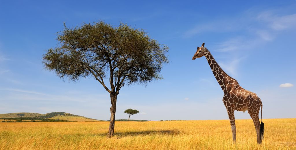 8-10 nights: 4* and 5* hotels in Tanzania