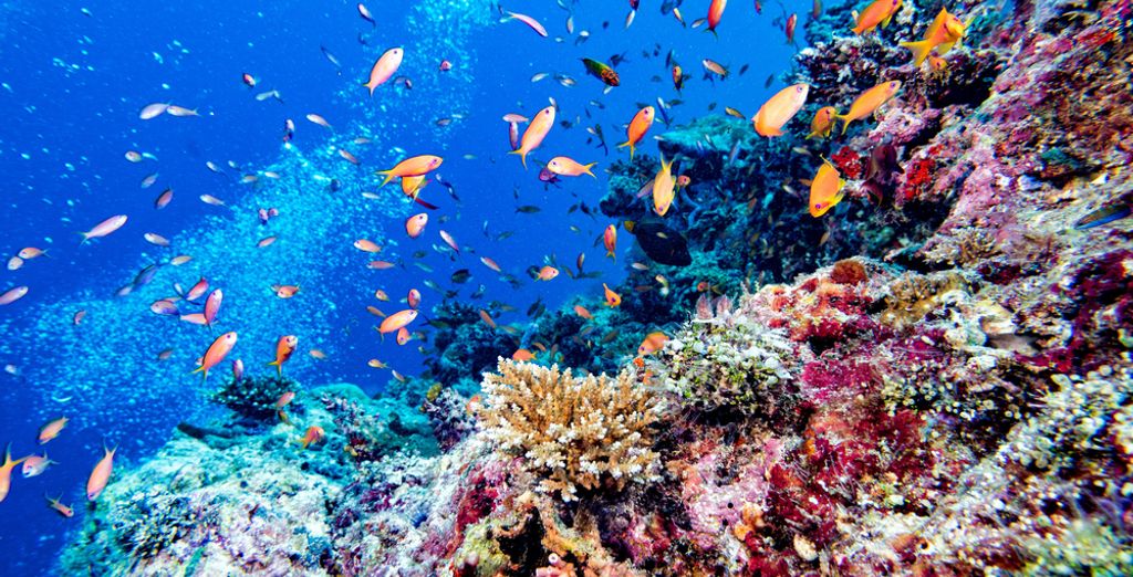 Discover Magnificent marine life in Maldives