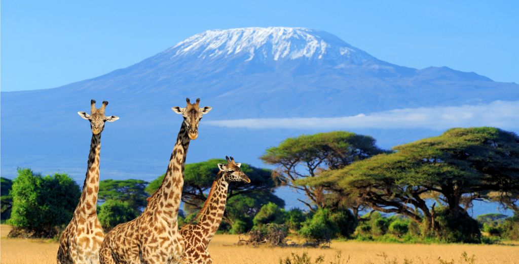 Experience Kenya's Wildlife with Voyage Privé