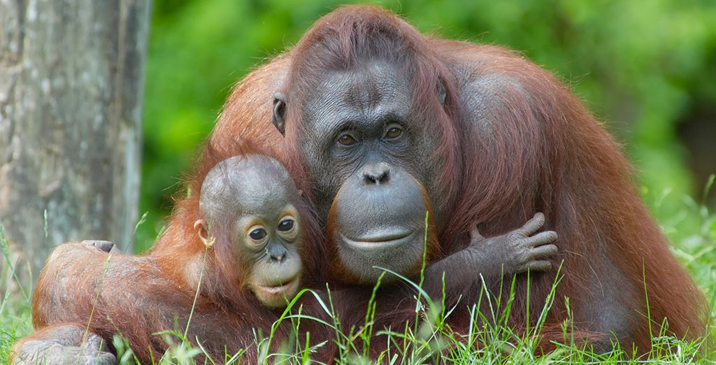 Malaysia Wildlife, City & Beach Holiday 4*