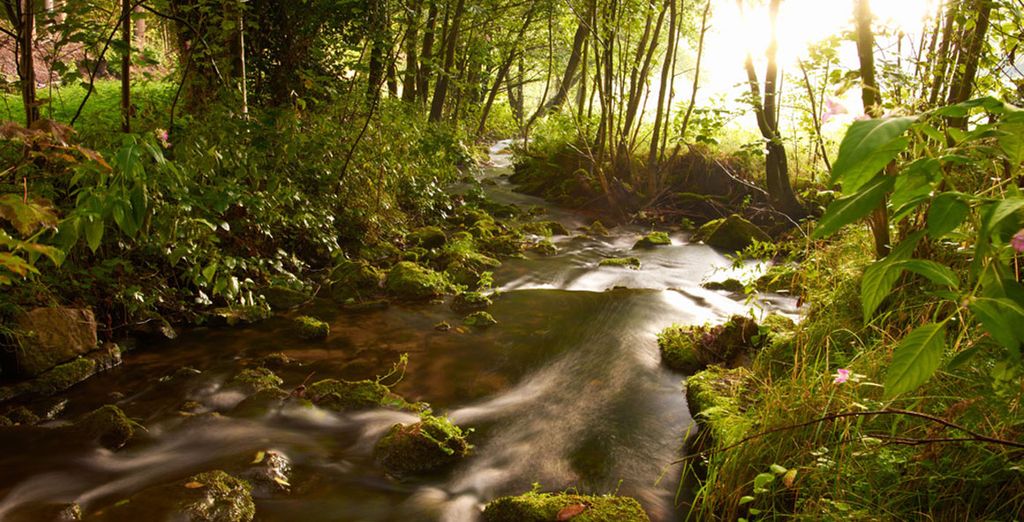 Discover the Black Forest in Germany