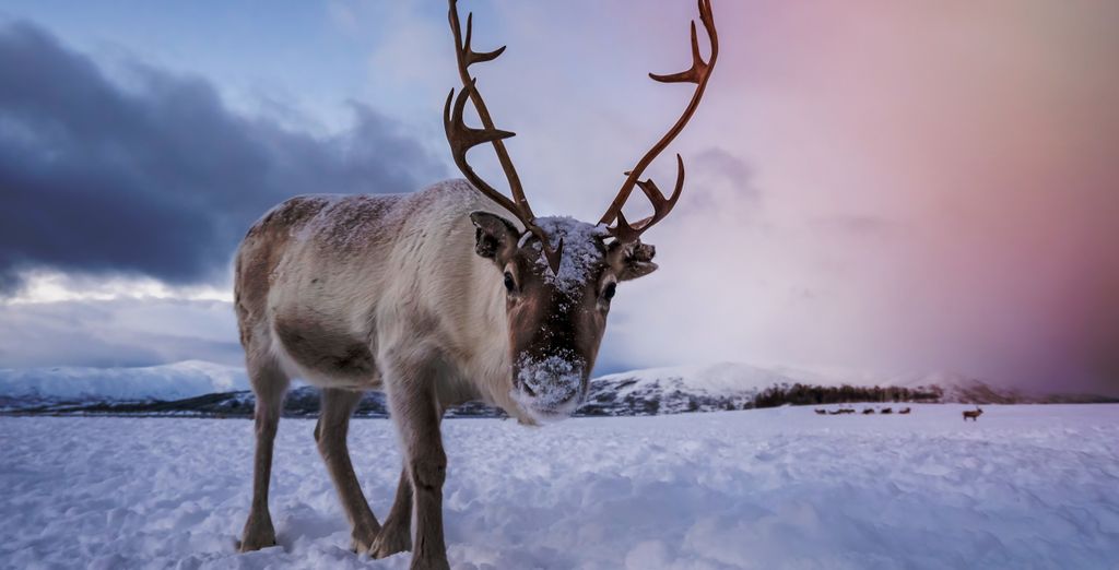 Soggiorno in libertà: Nel Nord con fuga in Icehotel 