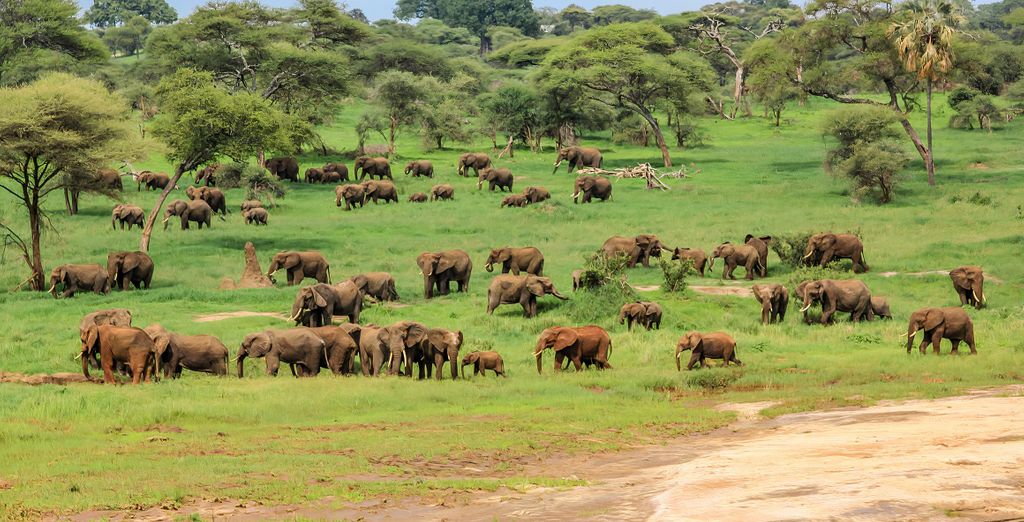 Safari in 3 Nationalparks & Evasion VOI Kiwengwa Resort 4*