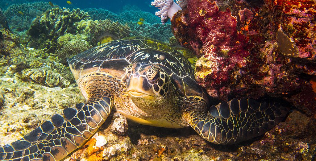 Soggiorno in libertà: Tra spiagge e giungla a Palawan