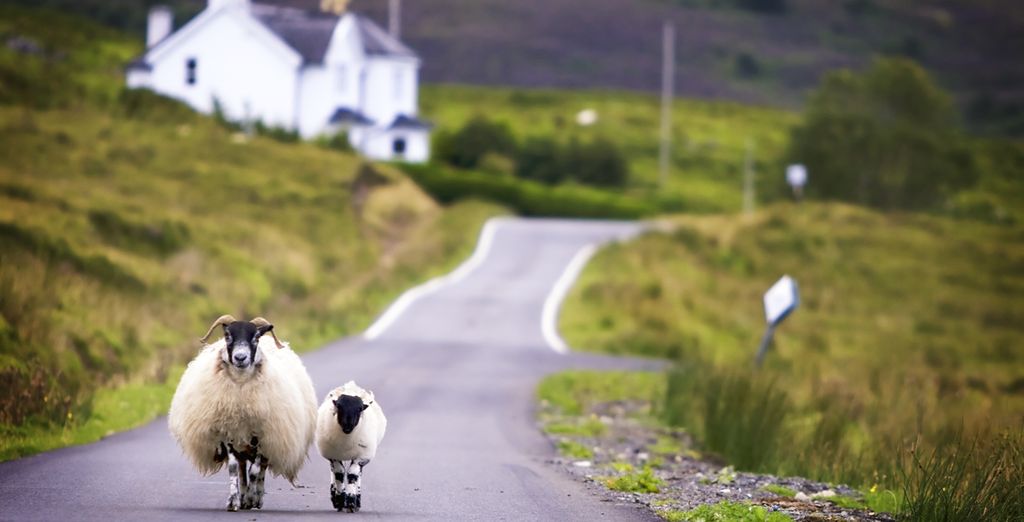 Tour in auto: Viaggio attraverso le Highland