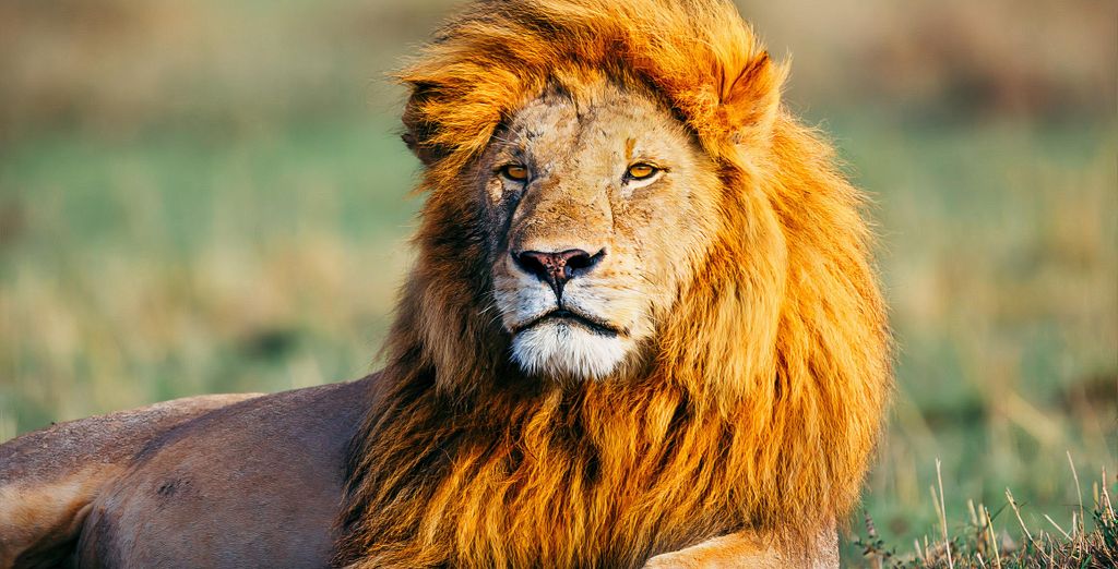 Combinato Safari di 2, 3 o 4 notti e Temple Point Resort 4*