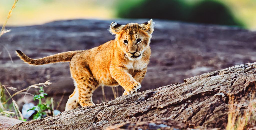 Safari privato "L'essenza del Kenya" e Sarova Whitesands Beach Resort & Spa 4*