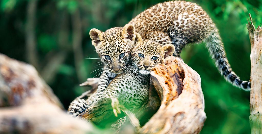 Safari in 3 o 5 notti e Sun Palm Beach Resort 4*