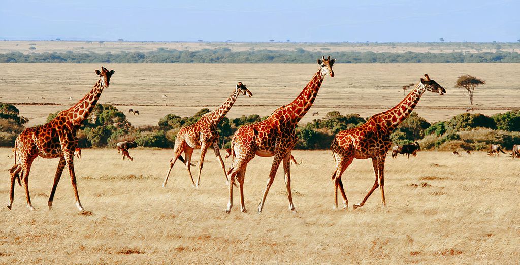 Safari privato "L'essenza del Kenya" e Sarova Whitesands Beach Resort & Spa 4*