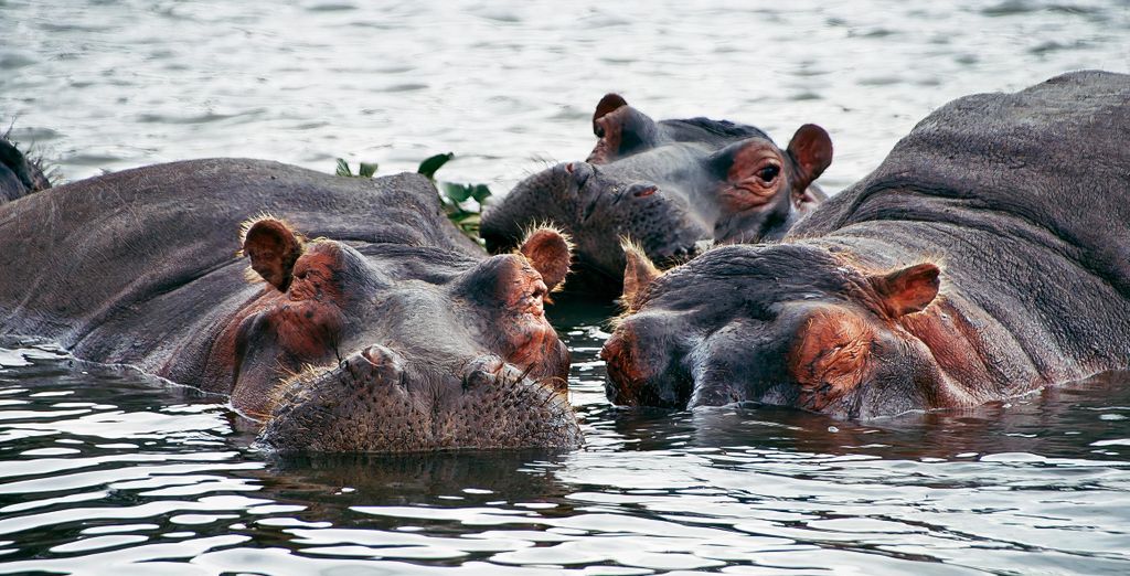 Safari privato "L'essenza del Kenya" e Sarova Whitesands Beach Resort & Spa 4*