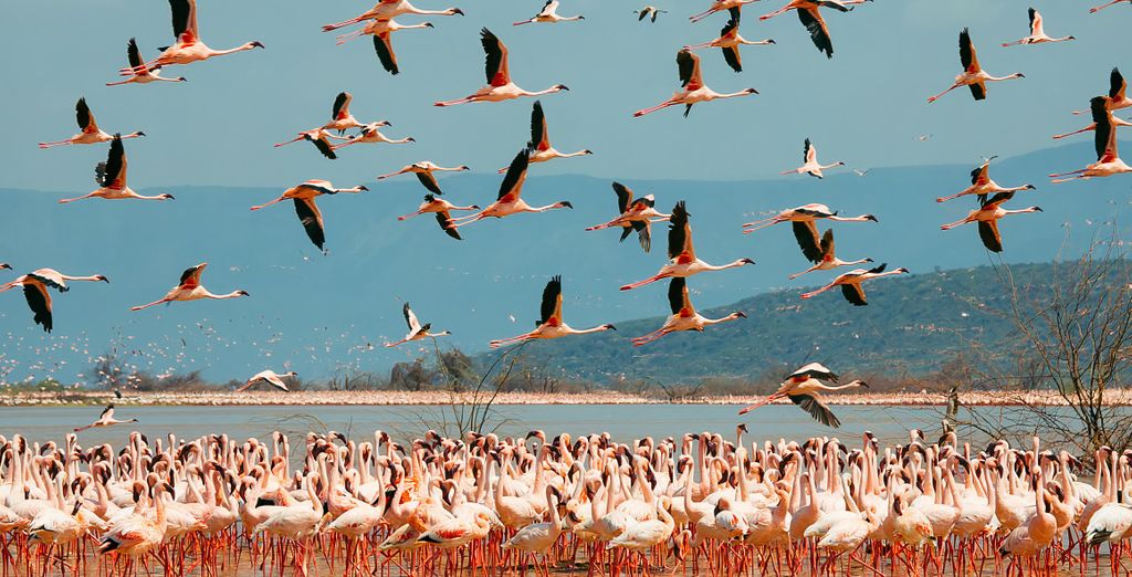 Safari privato "L'essenza del Kenya" e Sarova Whitesands Beach Resort & Spa 4*