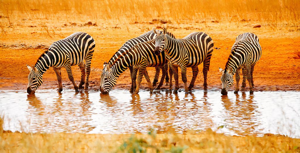 Ocean Beach Resort & Spa 5* e possibile safari