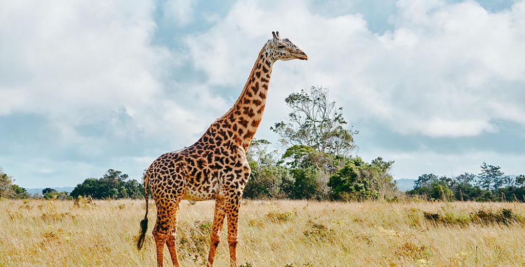 Lily Palm Resort 4* ed eventuale safari
