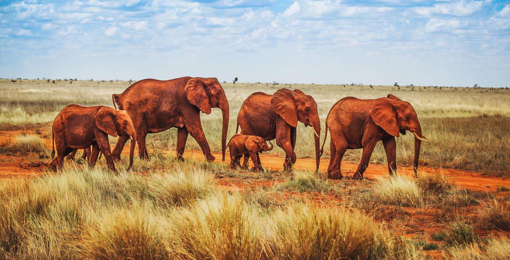 Combinato Safari di 2, 3 o 4 notti e Temple Point Resort 4*