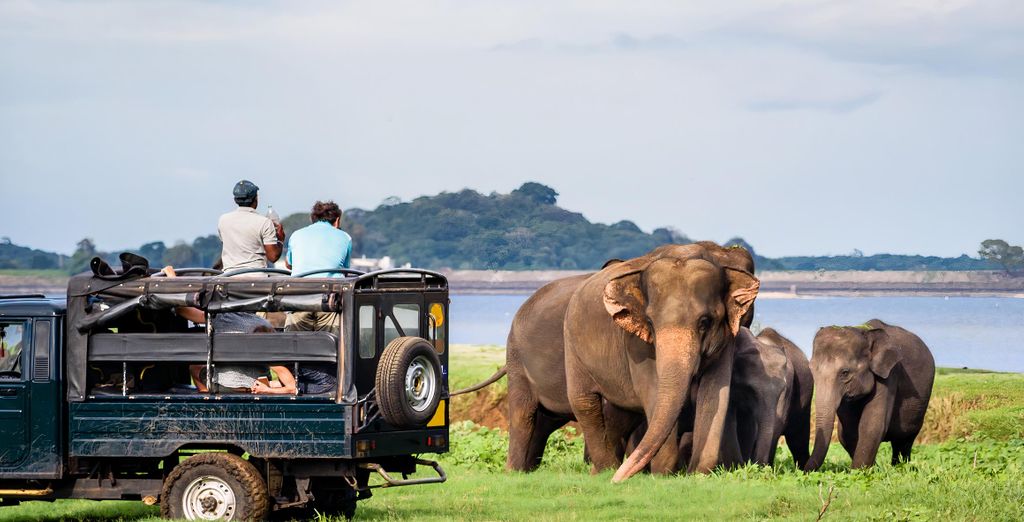 Tour privato: Alla scoperta dell'antica Ceylon