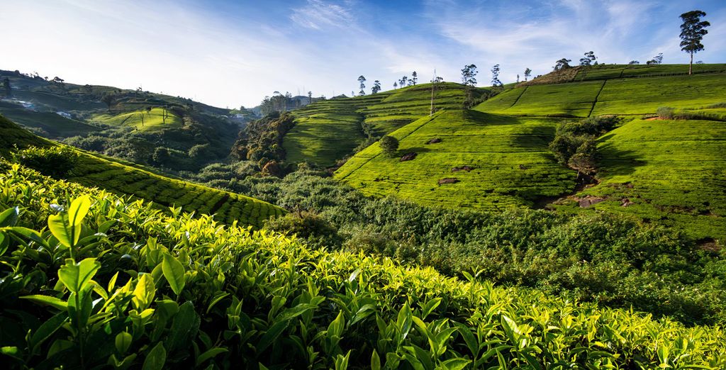 Tour di 7 notti nello Sri Lanka con possibile estensione a Wadduwa