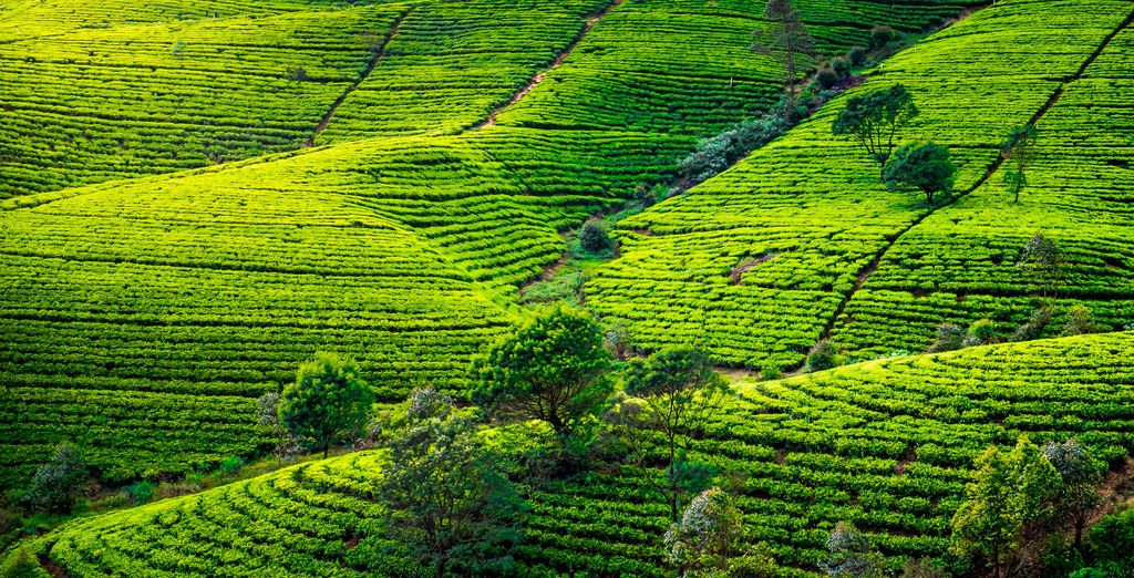 Tour di gruppo: L'essenza dello Sri Lanka