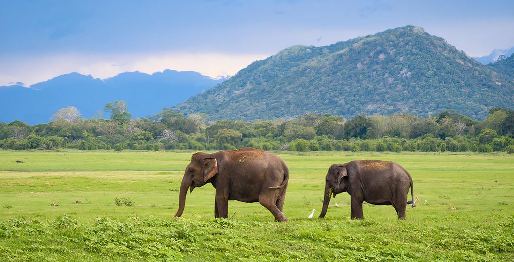 Circuito lo mejor de Sri Lanka con opción a Maldivas