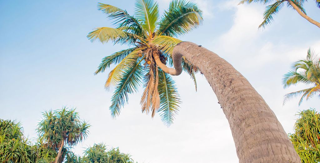 The Palms 5*