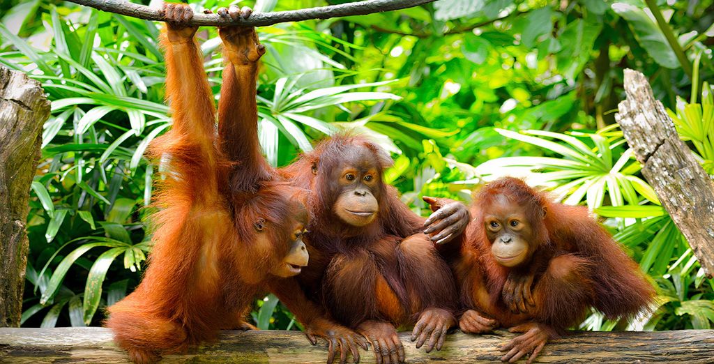 Tour di gruppo e Hotel Stripes Kuala Lumpur 5*