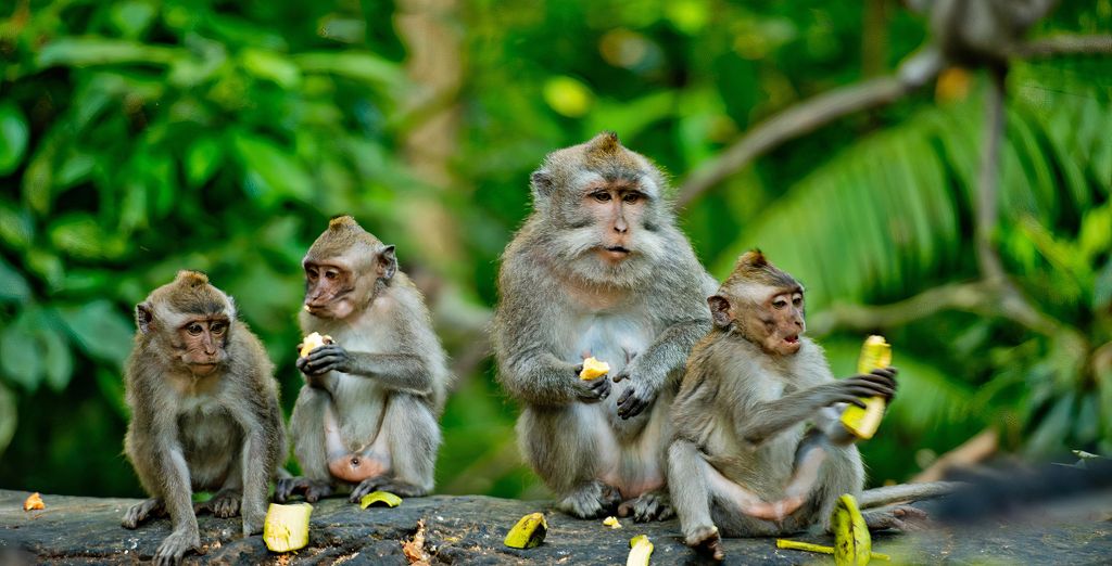 Kappa Senses Ubud 5*, Sudamala Resort, Senggigi 5* e The Elysian Villas Resort 5*