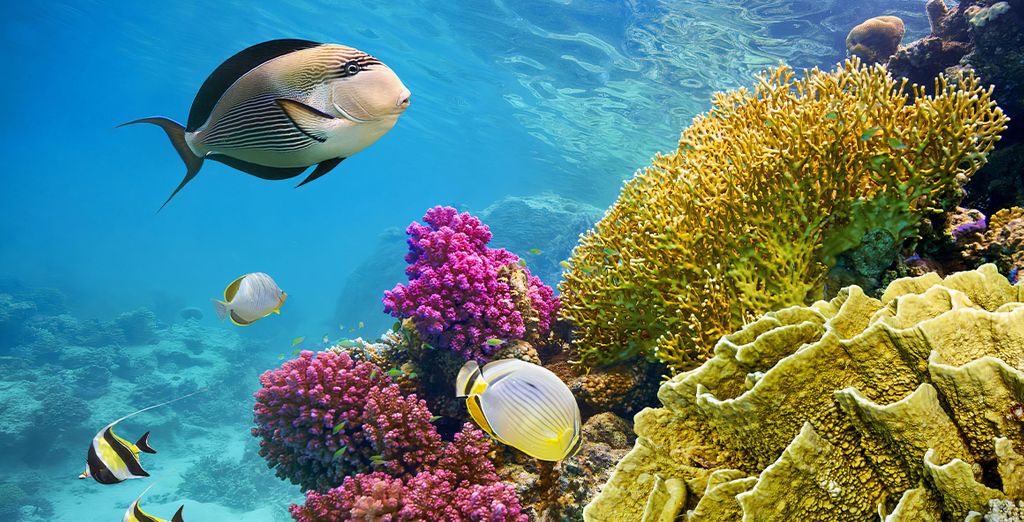 Solymar Reef Marsa 4*
