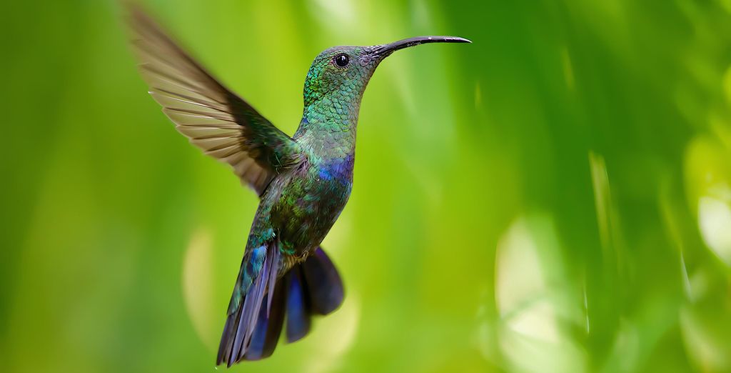 Au jardin des colibris Ecolodge & Spa