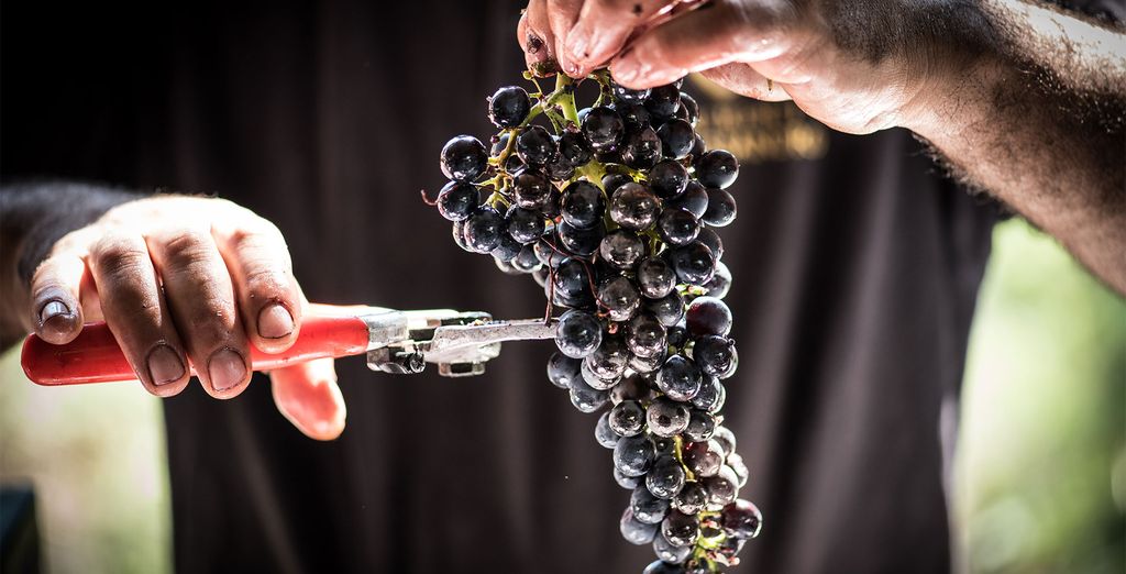 Resort Borgo Syrah