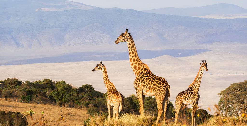Safari al Pan African Safari Lodge 4* 