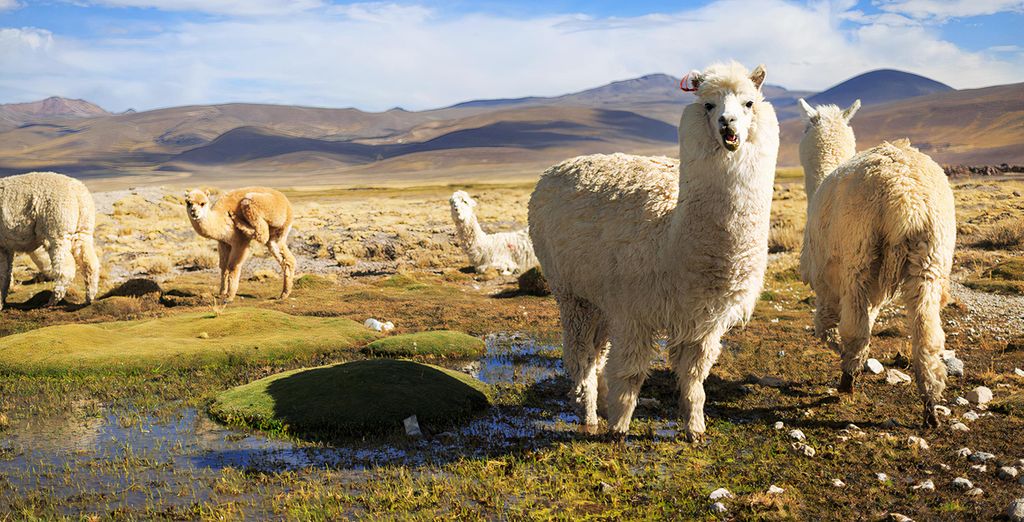 Soggiorno in libertà: Avventura sulle Ande con possibile estensione a Paracas