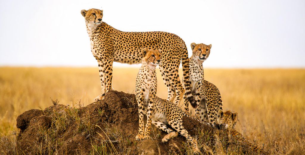 Safari con estensione al Sultan Sands Island Resort 4*