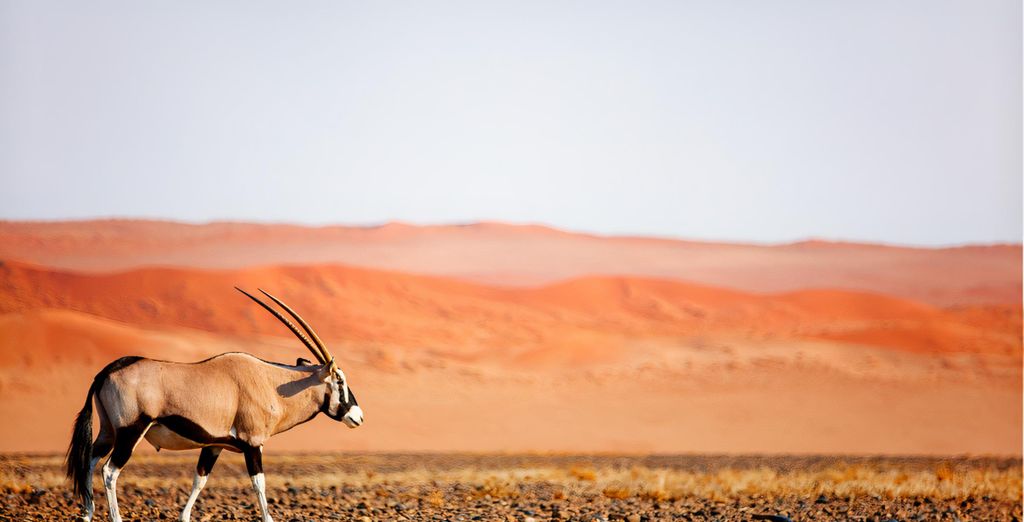Autotour alla scoperta della Namibia in 10 o 13 notti