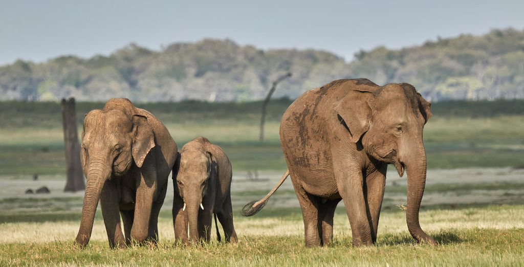 Tour privato dello Sri Lanka in 10 o 12 notti