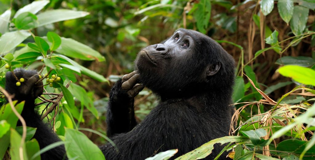 Tour Le Perle dell'Uganda in 10 notti