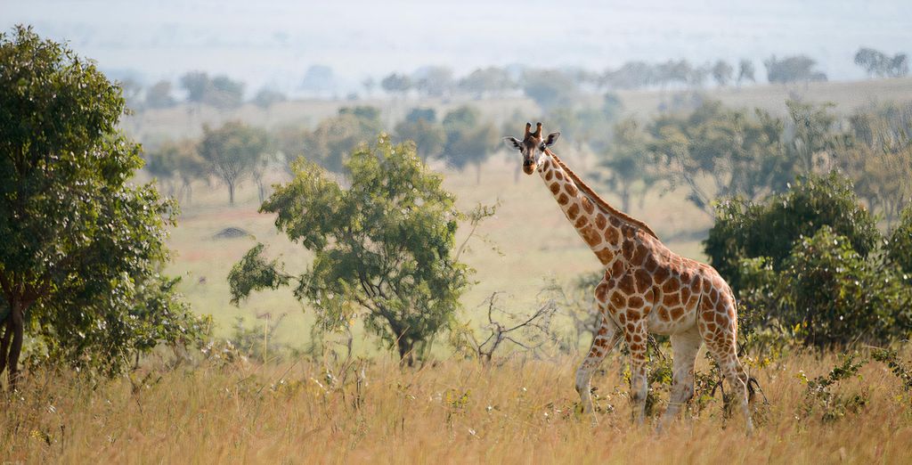 Tour Le Perle dell'Uganda in 10 notti