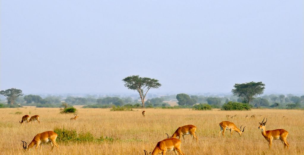 Tour Le Perle dell'Uganda in 10 notti