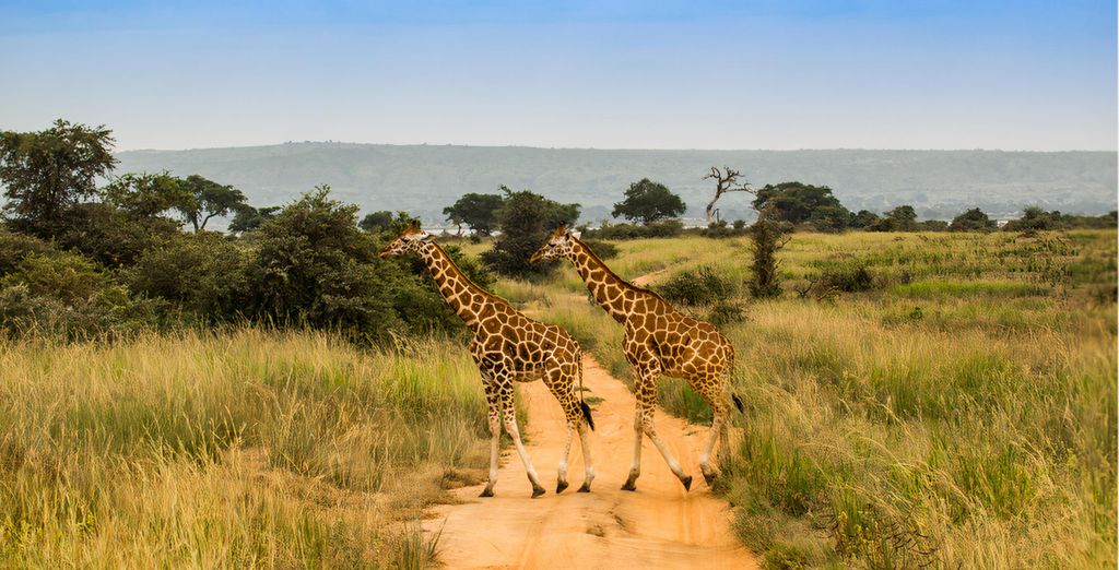 Tour Le Perle dell'Uganda in 10 notti