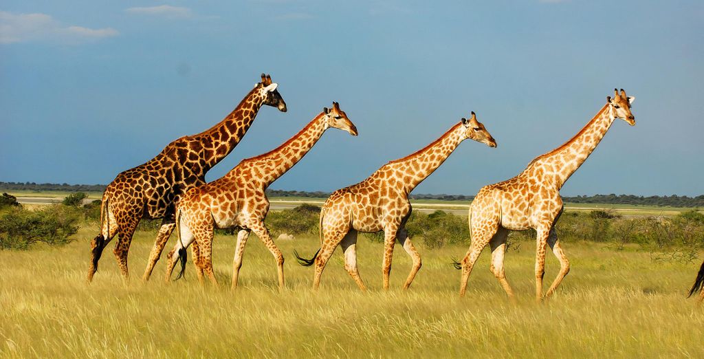 Autotour della Namibia