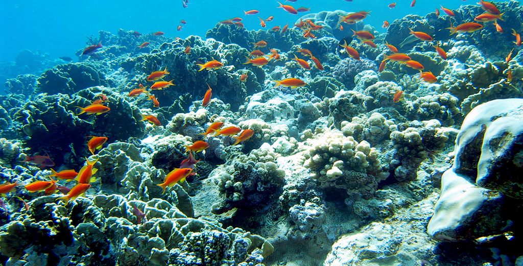 Barcelo Tiran Sharm 5* 