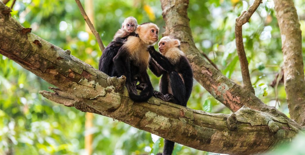 Tour of Costa Rica in 9 or 11 Nights