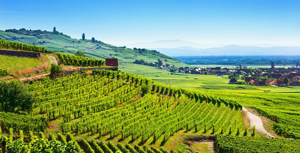 Combinato strada del vino d'Alsazia Molsheim + Strasburgo