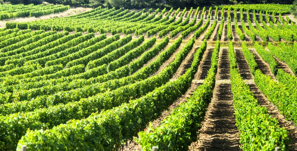 Tour enologico dell'Occitania in hotel 4* e 5*
