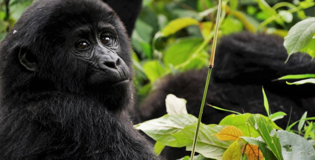 Circuit privé : Voyage au Rwanda et en Ouganda 