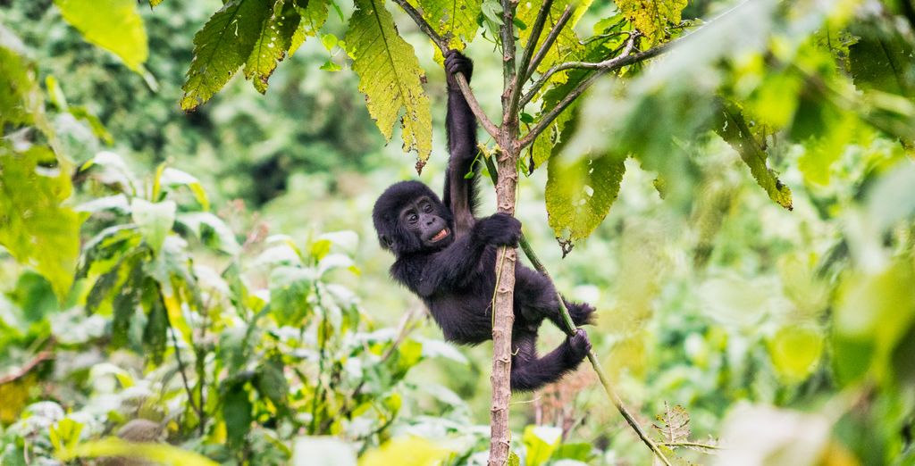 Tour Le Perle dell'Uganda in 10 notti