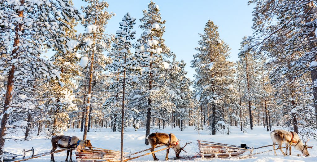 Lapland Hotel Riekonlinna 4* con attività invernali incluse