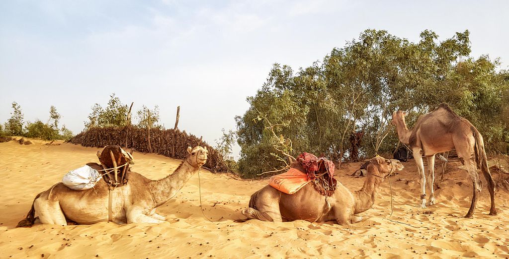 Tour privato di 7 notti il Senegal autentico con possibile estensione al mare